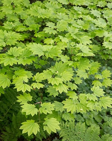 Acer circinatum (vine maple)
