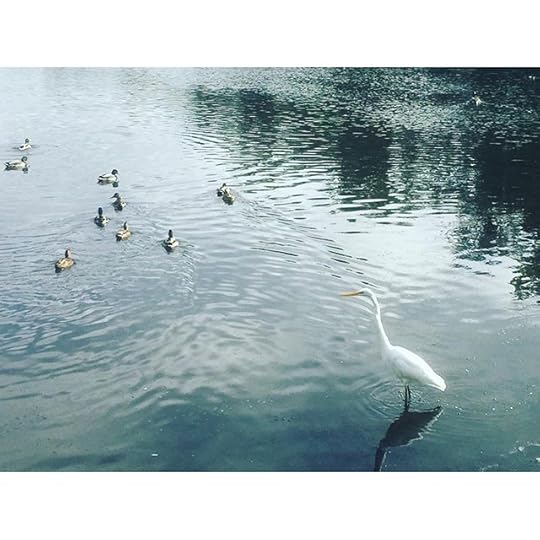 Seen today in the lake. An egret? #dailyphoto #365days #ig2015