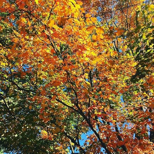 More fall leaves today. #autumn #fall #dailyphoto #365days #ig2015