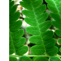 fronds