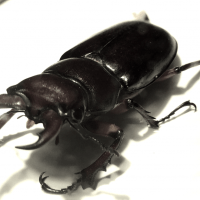 pincer bug