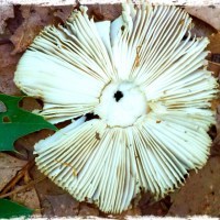 shroom