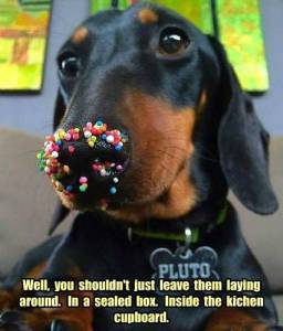 12096430_10153022200905388_1976472618517706939_n