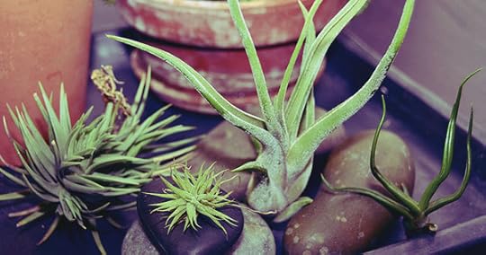 4 Things You Need to Know About Taking Care of Air Plants