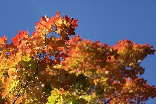 Colorful leaves on a tree in the front yard of Chateau Steelypips.
