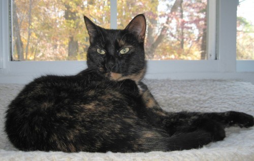 tortoiseshell-cat-fall-colors