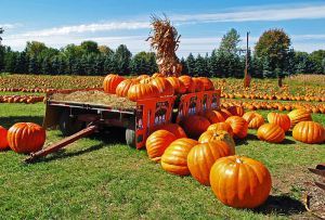 It's the Great Pumpkin, Charlie Brown!