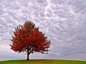 Brilliant Autumn Tree Like a flame