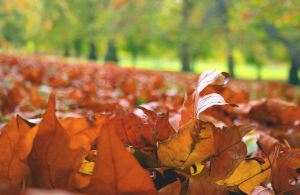 Autumn leaves in St. James' Park