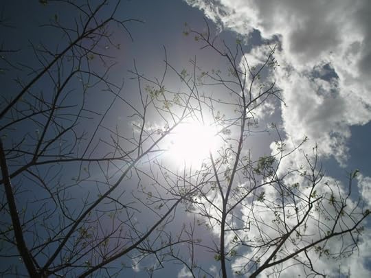 Big: Sun in Sky Through Tree