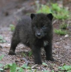 black wolf cub: 