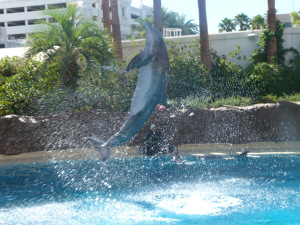 the Mirage
