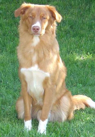 A-July-Nova--screensaver