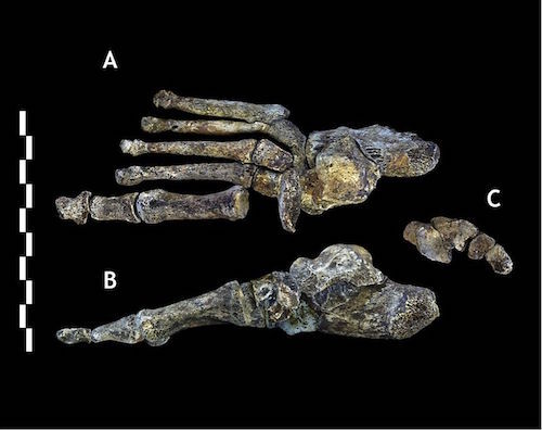 Homo_naledi_foot.jpg