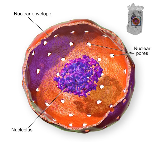 Blausen_0212_CellNucleus.jpg