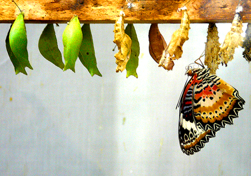 Butterfly emerging from chrysalis