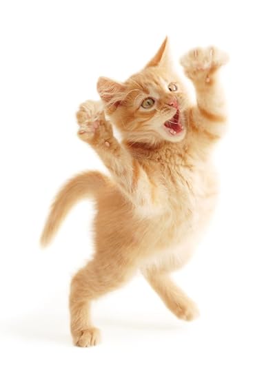 kitten jumping isolated on white background