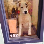 A handsome dog in a Georgia shelter tries to get a passerby's attention. 