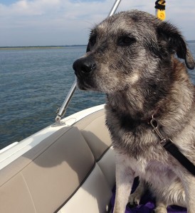 My shelter dog, Galen--the result of an unintended litter. 