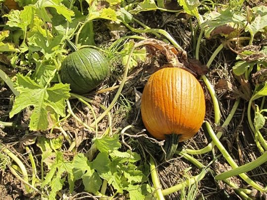 two-pumpkins-web