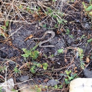 snake