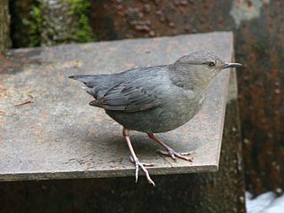 320px-American_Dipper