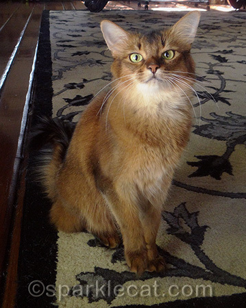 Can you see I am raising my paw for emphasis?
