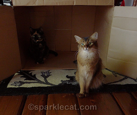 We love our new box! We ARE going to keep it, right?