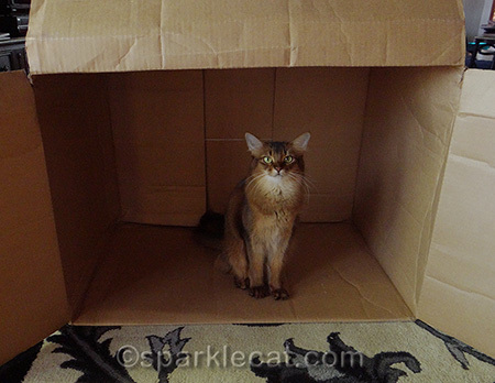 This is the best box ever!