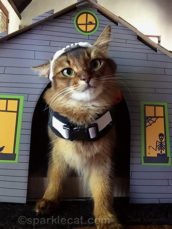 Yeah, I'm not shaking in my paws either