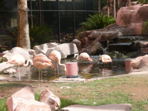 Flamingo Las Vegas
