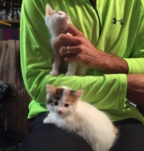 Kittens