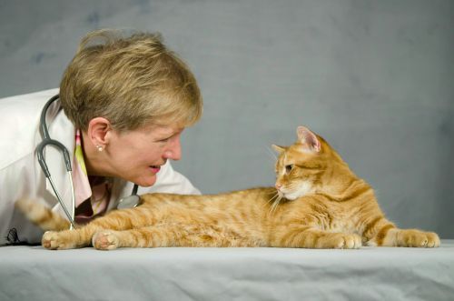 veterinary-specialist