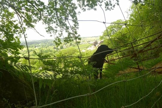 The Wire Fence