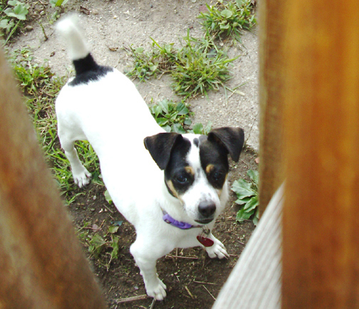 zoeyfence