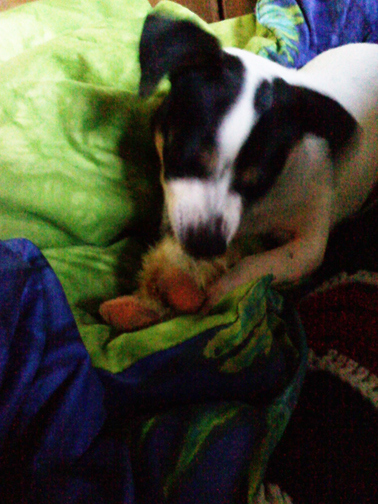 Playing with her squeaky duck. She has toys now.