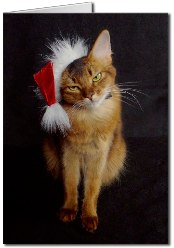 Grouchy Somali Cat in Santa Hat Christmas Greeting Card