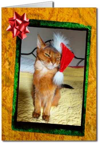 Naughty Kitty Christmas Card, Somali cat Christmas card, grumpy cat