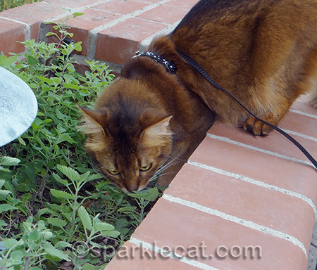 Smells good!
