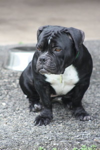 Our dog Darwin
