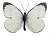 cabbage moth