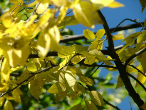 Yarnell Oct 2015 047