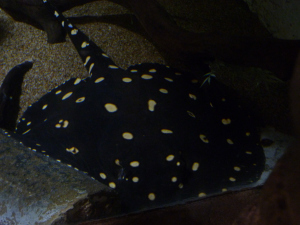 Mandalay Bay shark reef