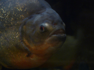 not a man eating piranha