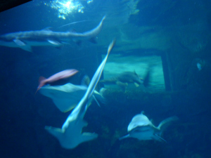 Mandalay Bay shark reef