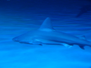 Mandalay Bay shark reef