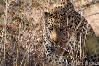 Leopard, Okonjima Nature Reserve, Namibia