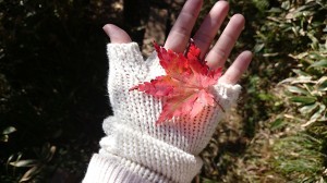 morguefile.com/wunee