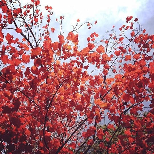 Red #laurentides #forest #fall