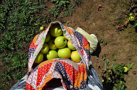 harvest-apron
